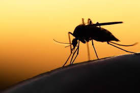 Rivers State has achieved 7.3 malaria prevalence – Commissioner